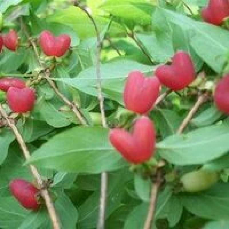 叉巴果苗，夫妻果，情侣果。早熟果实，无核，。。。