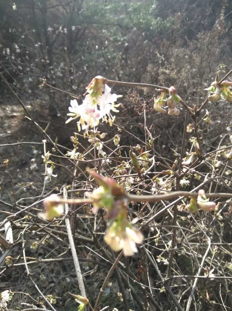 叉巴果苗，夫妻果，情侣果。早熟果实，无核，。。。