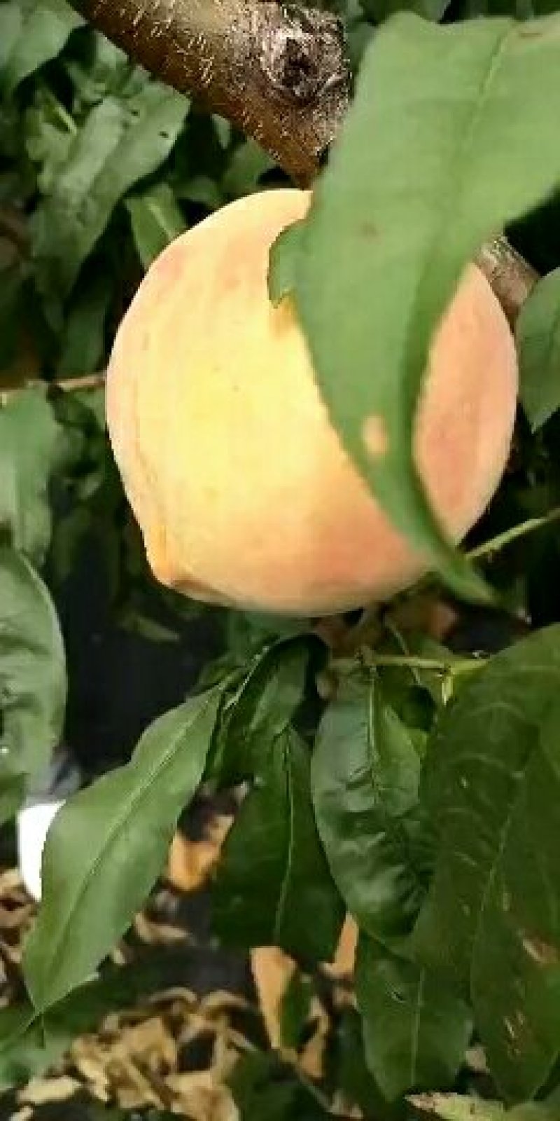 临沂桃树苗基地，供应晚熟桃树苗，公斤王桃树苗