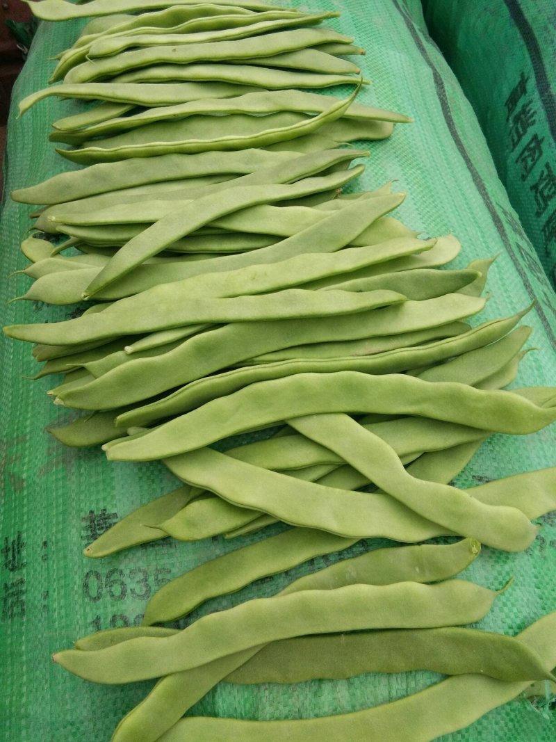 无丝豆