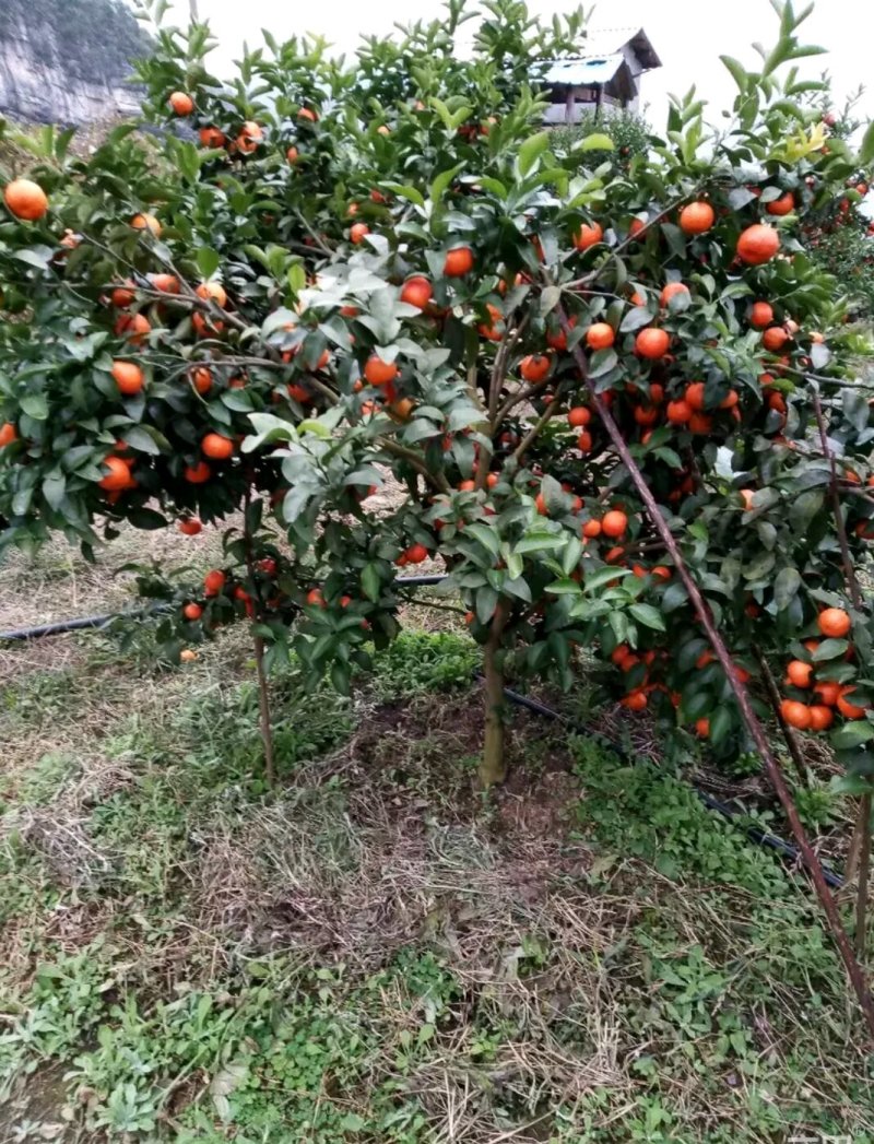 砂糖橘山野葡萄果园出租