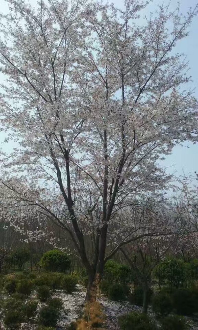 日本晚樱