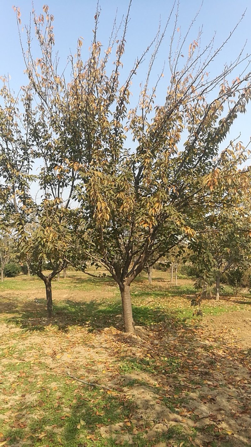 日本晚樱
