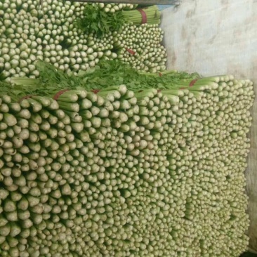 芹菜邯郸小芹菜产地直供质量保证