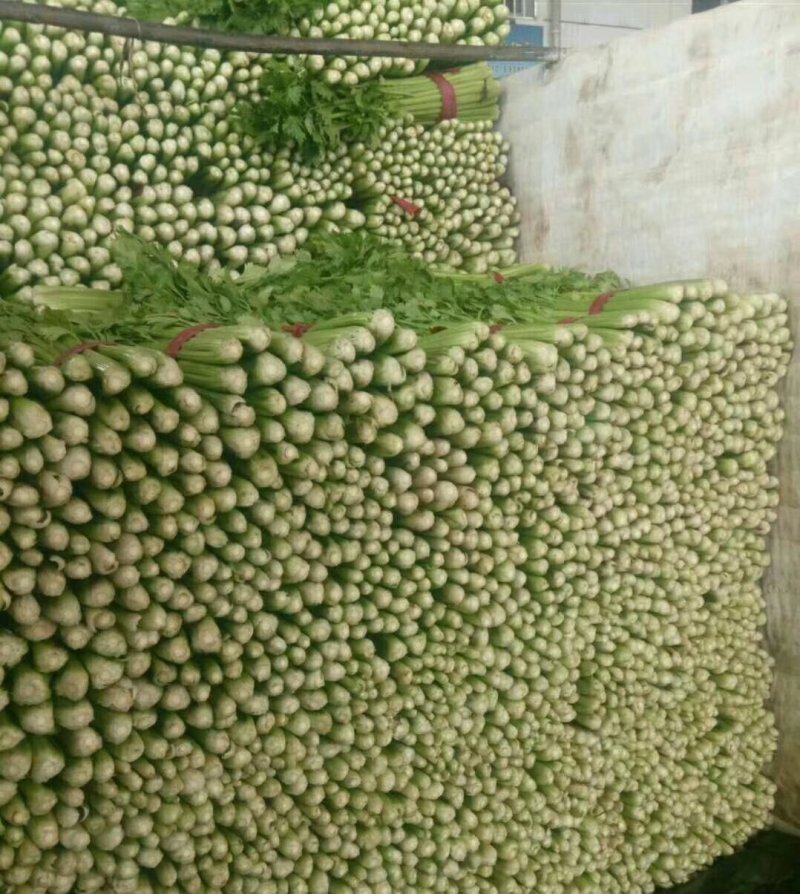 芹菜邯郸小芹菜产地直供质量保证