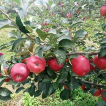 华硕苹果树苗优质果树苗品种优良
