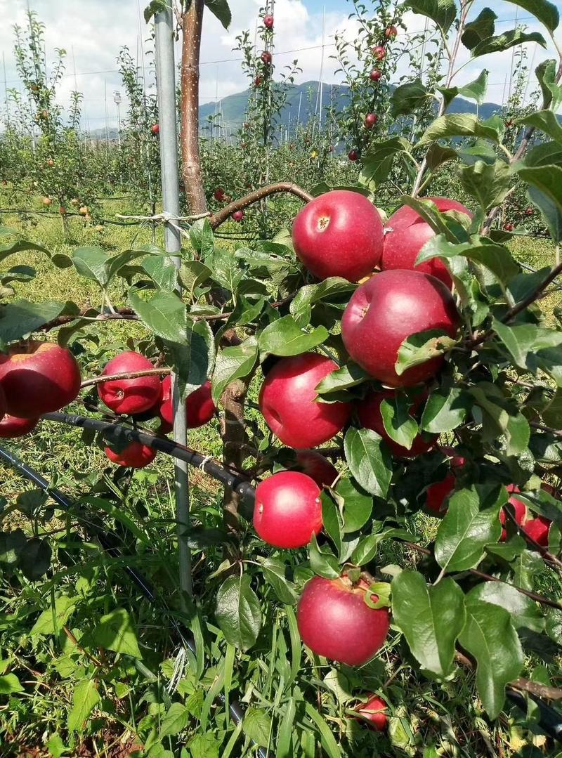 华硕苹果树苗优质果树苗品种优良