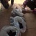 五黑一绿鸡专卖