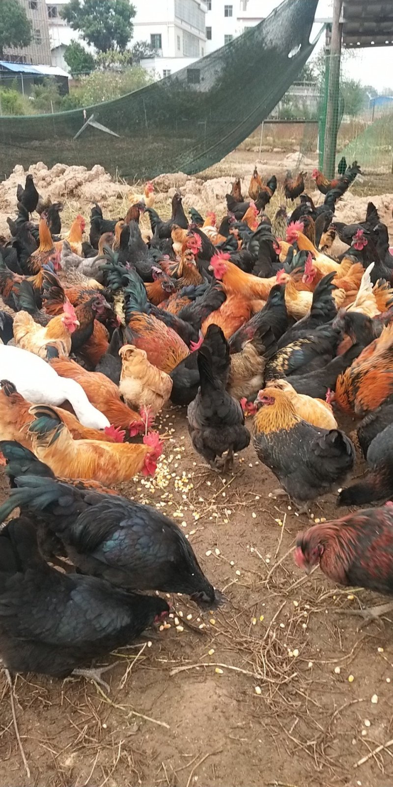 五黑一绿鸡专卖