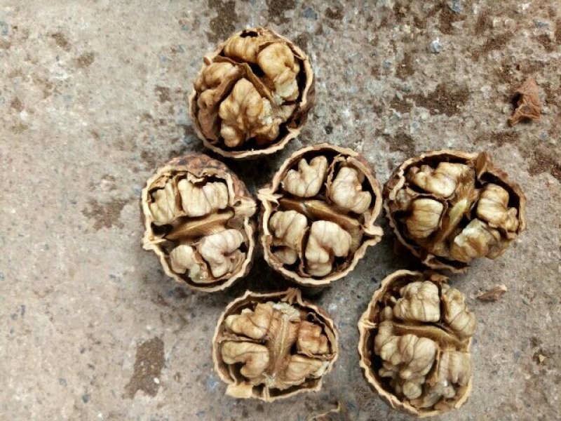 桐子果元菠萝果大量有货