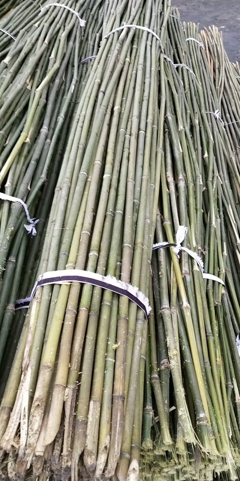 2.5小竹竿