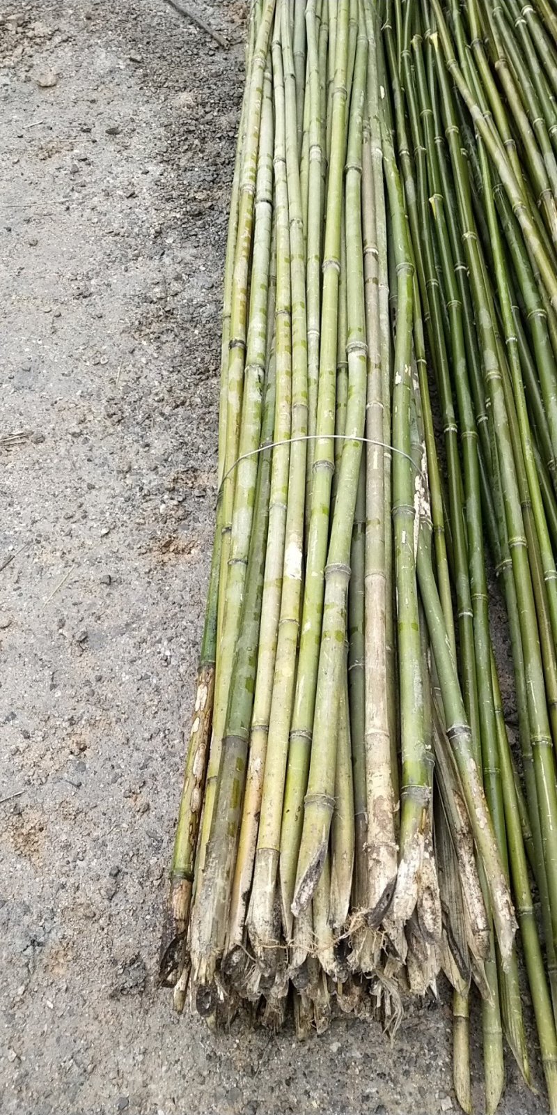 2.5小竹竿