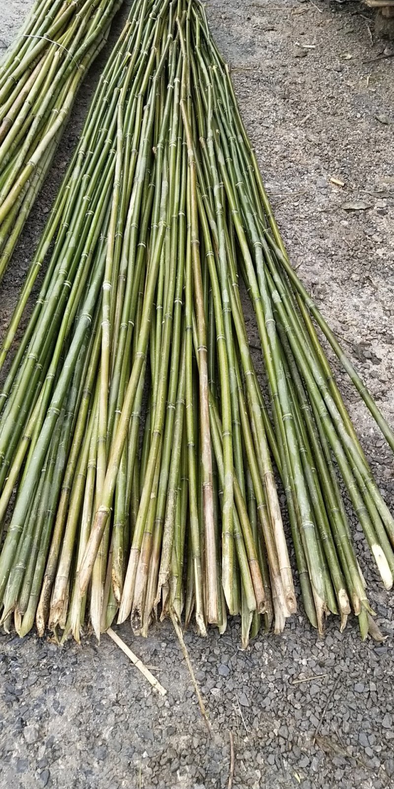 2.5小竹竿