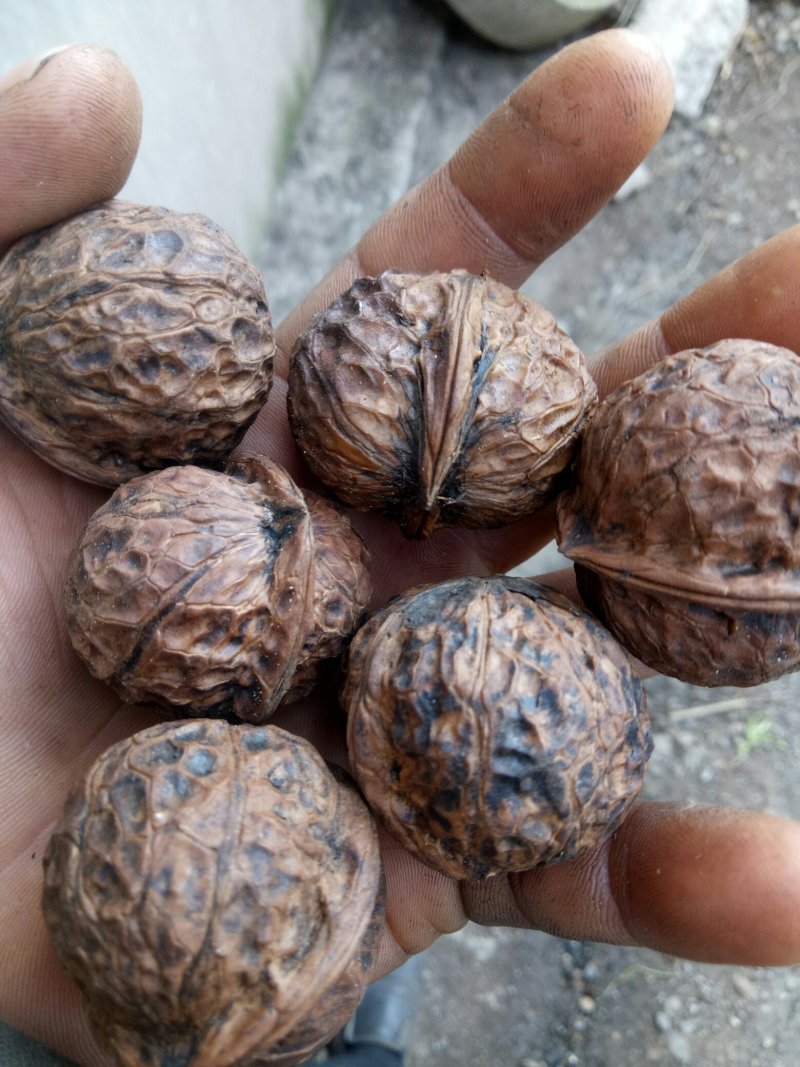 山核桃云南山核桃桐子果菠萝果质量顶呱呱。无老货。