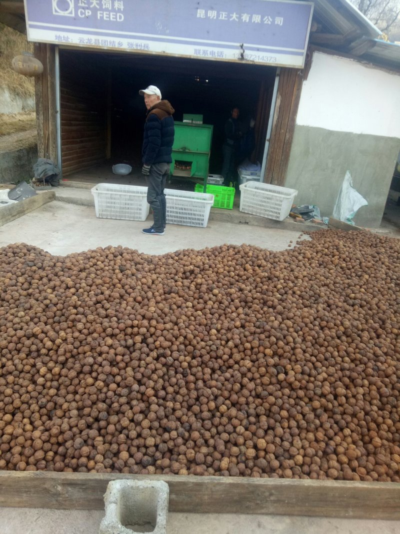 山核桃云南山核桃桐子果菠萝果质量顶呱呱。无老货。