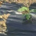 地膜黑膜除草防草专用耐用0.6到2米