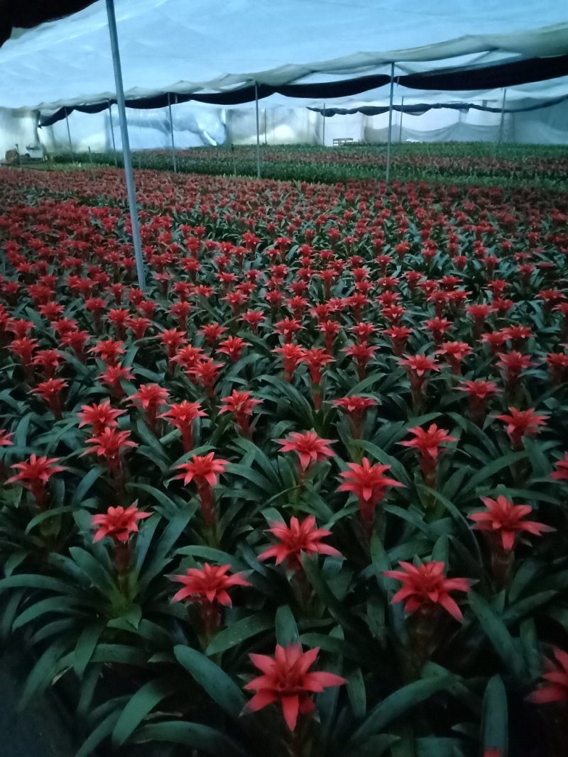 产地直销批发鸿运当头（丹尼斯）