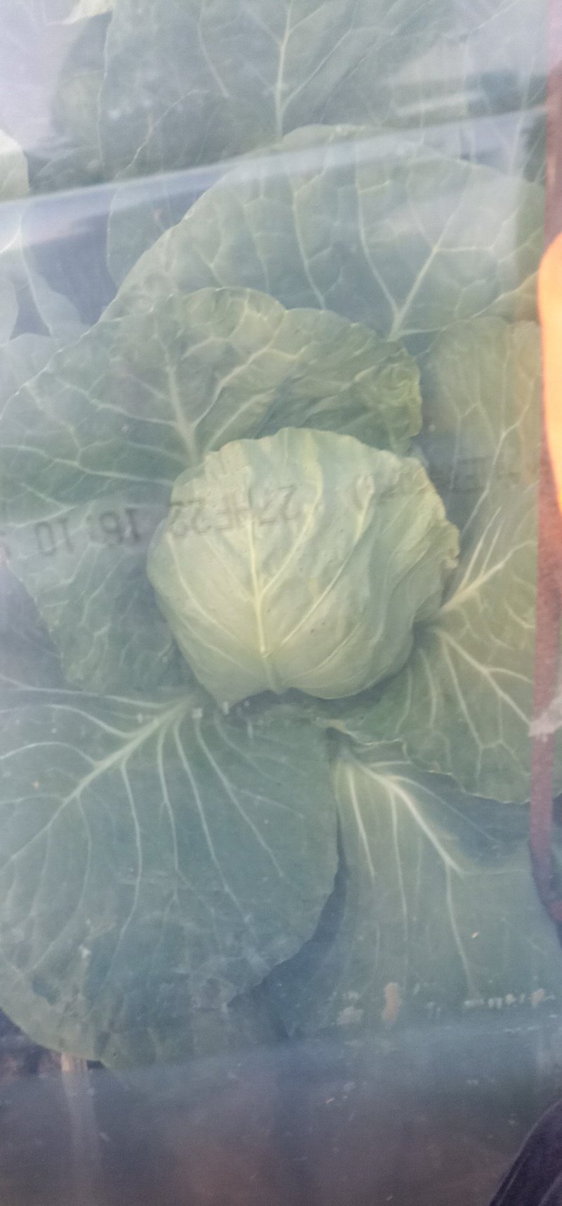 甘蓝，颜色好看，价钱优美