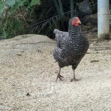 甘源竹仓土鸡