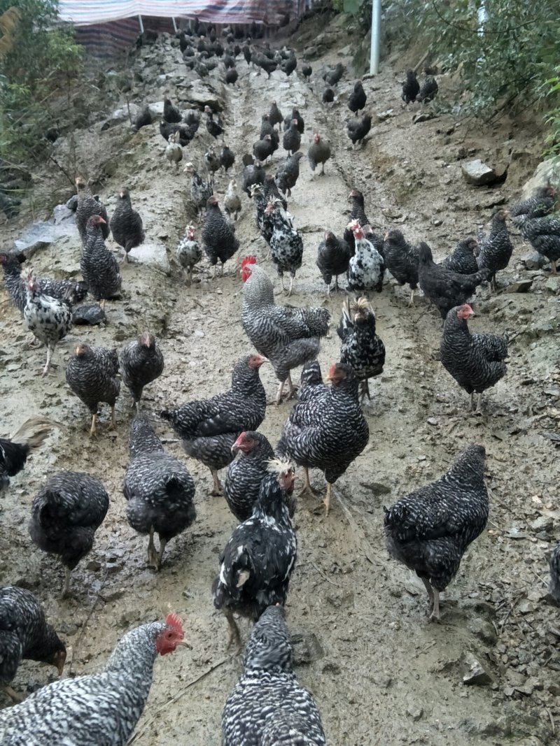 甘源竹仓土鸡