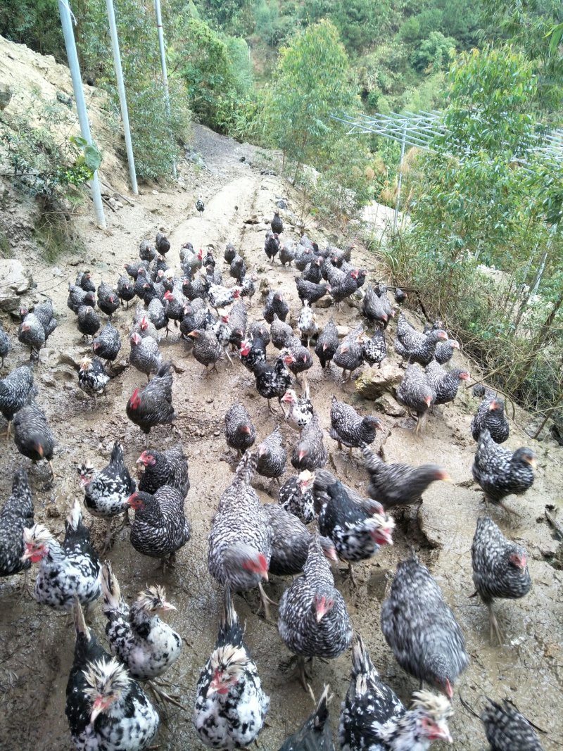 甘源竹仓土鸡