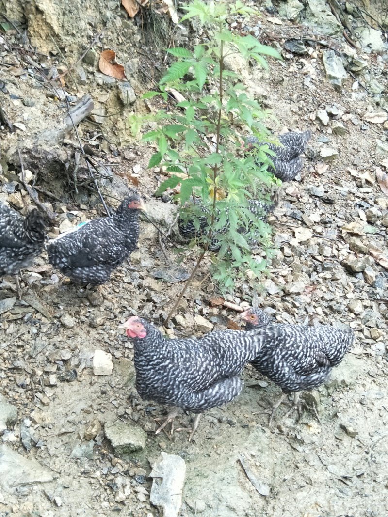 甘源竹仓土鸡