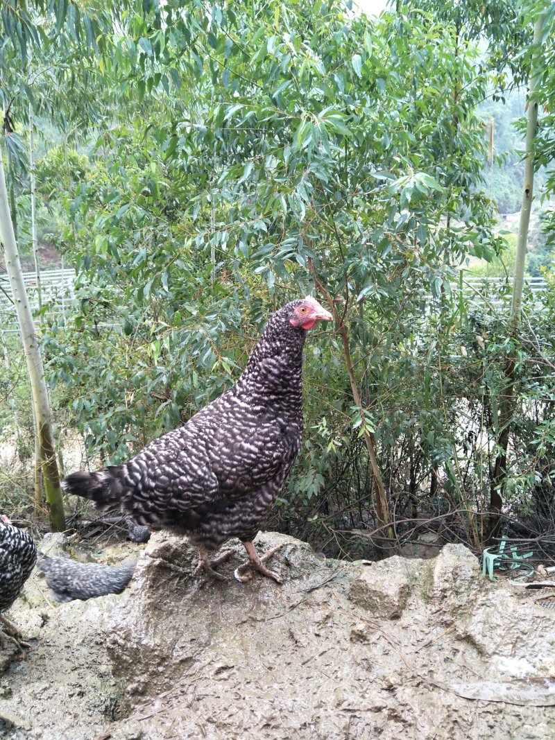 甘源竹仓土鸡