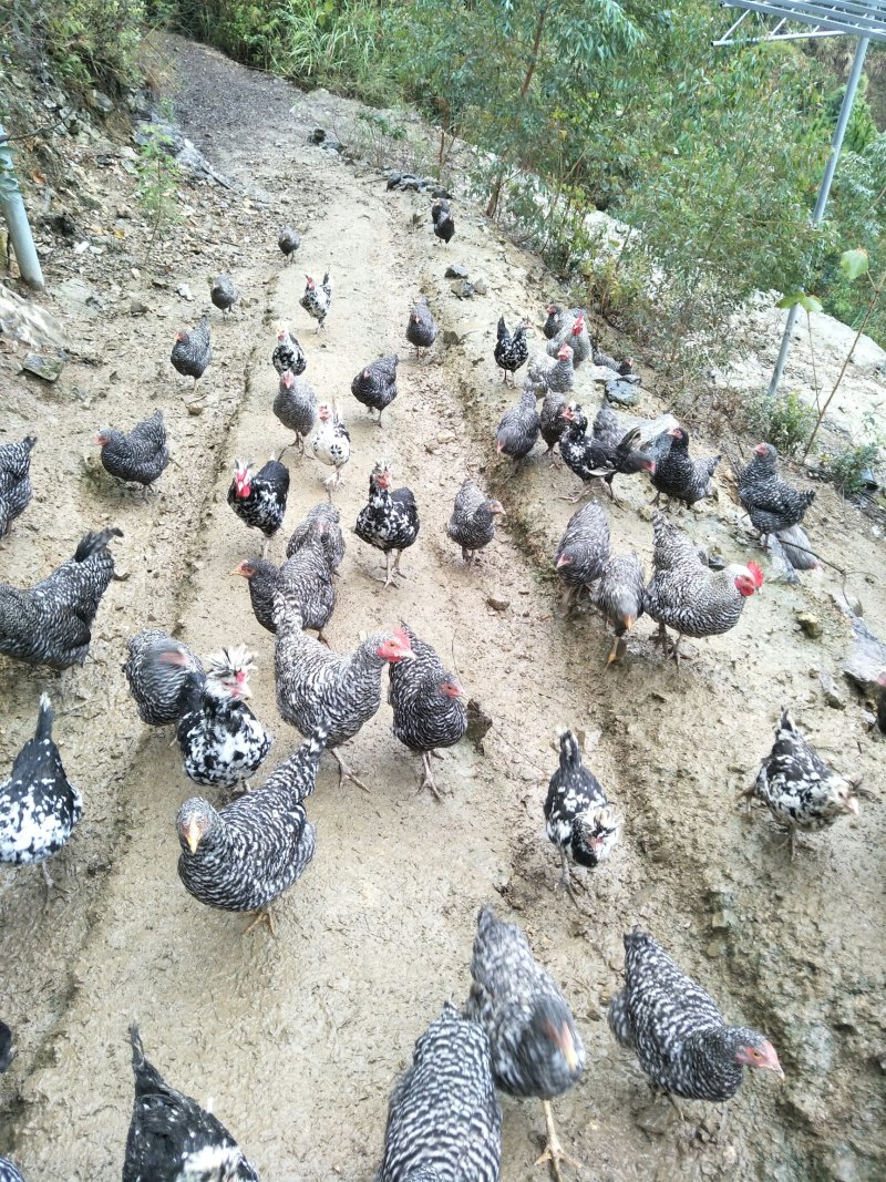 甘源竹仓土鸡