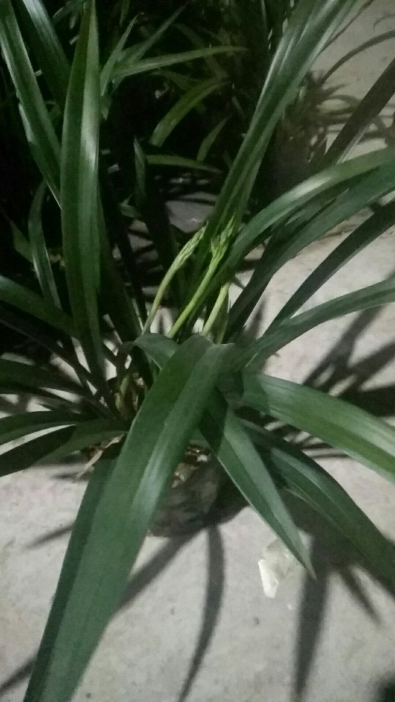 樱花兰、香兰又到货了