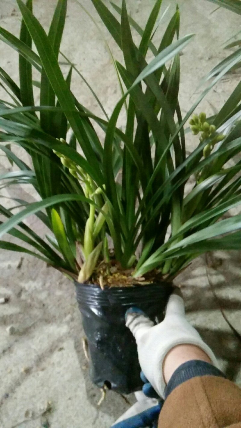 樱花兰、香兰又到货了