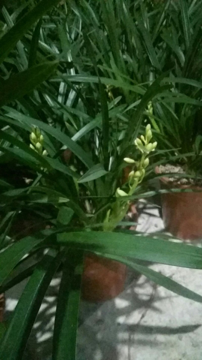 樱花兰、香兰又到货了