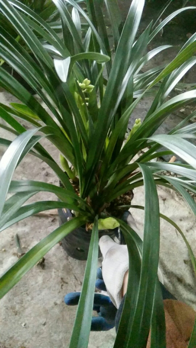 樱花兰、香兰又到货了