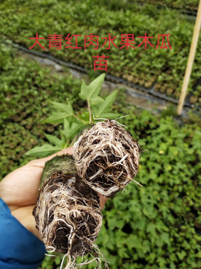 芭乐味黄金果嫁接苗