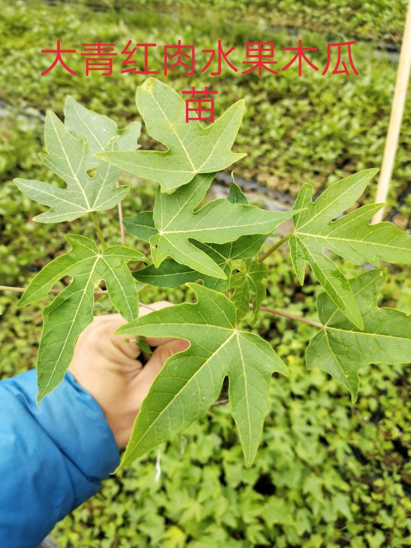 芭乐味黄金果嫁接苗