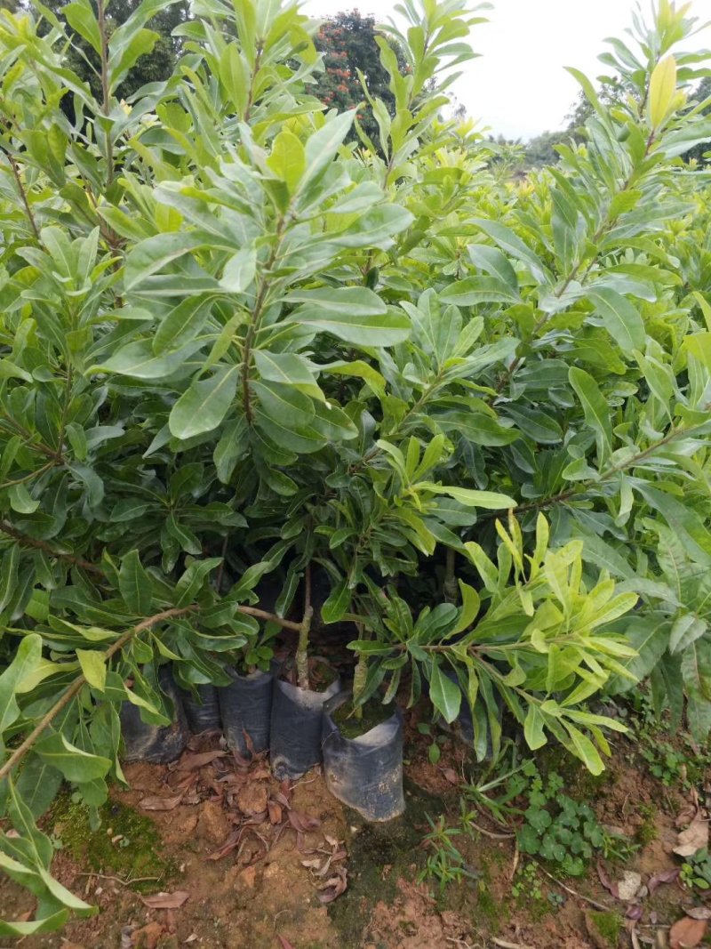 杨梅树东槐杨梅苗嫁接杨梅苗带杯发货包邮