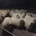 绒山羊羔羊！出绒率高！
