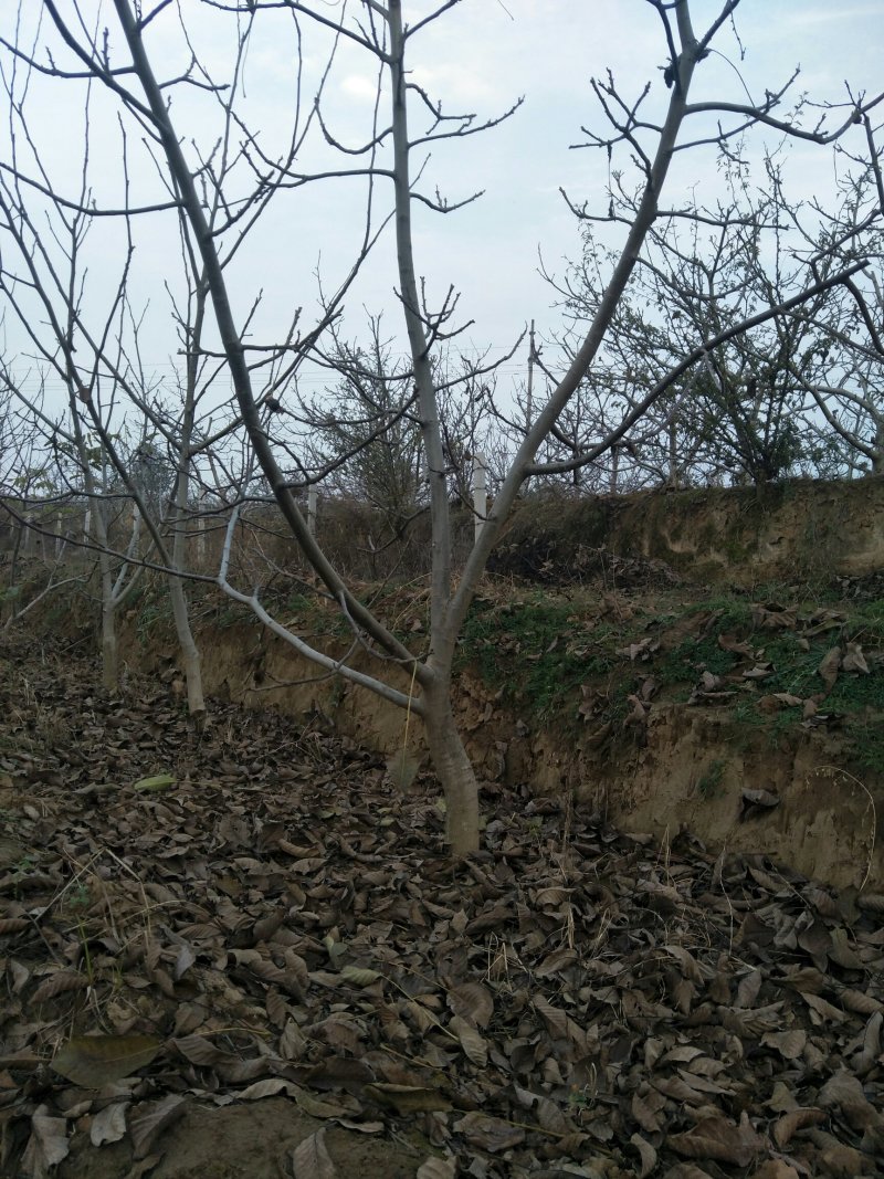 大量出售精品各种规格核桃树