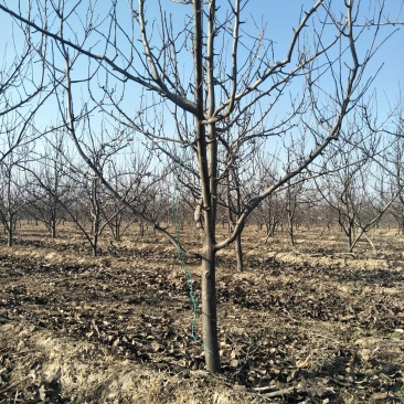 提供5-20公分各种规格精品梨树