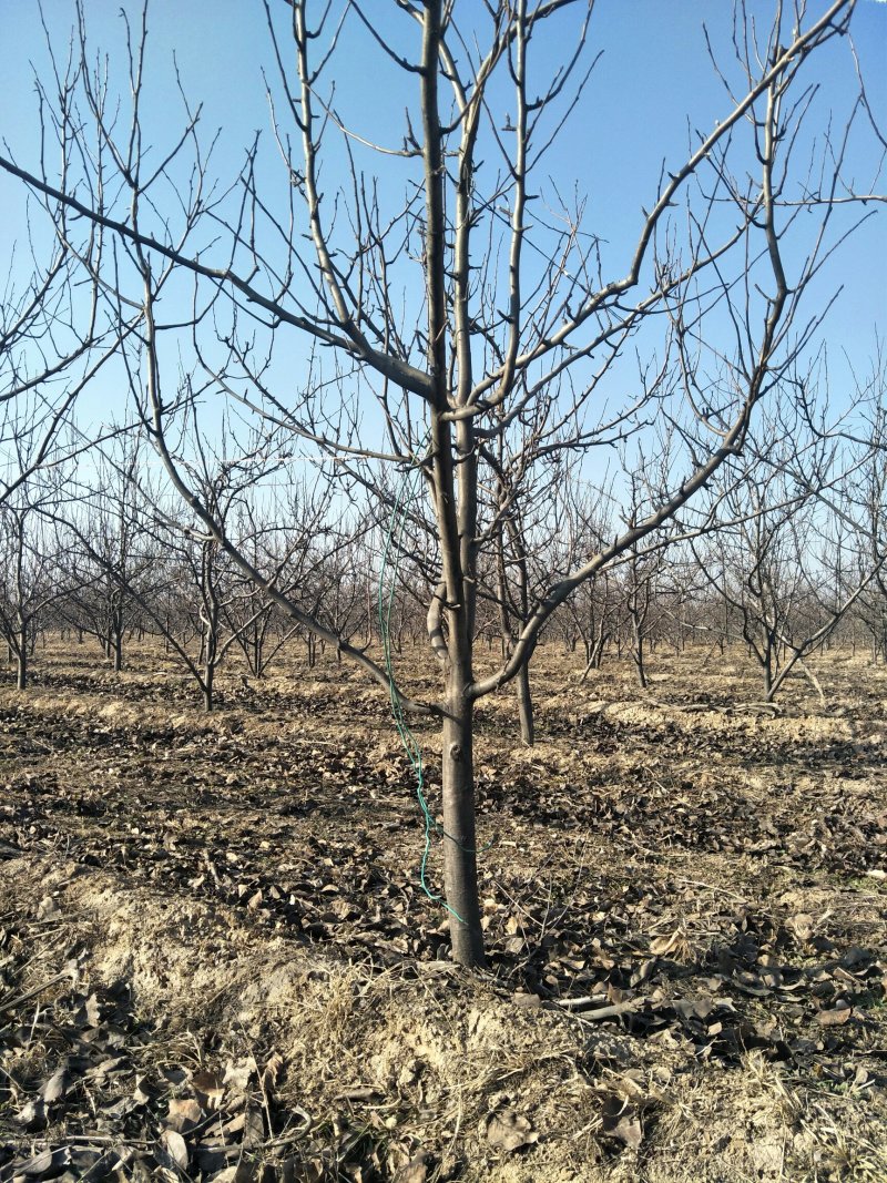 提供5-20公分各种规格精品梨树