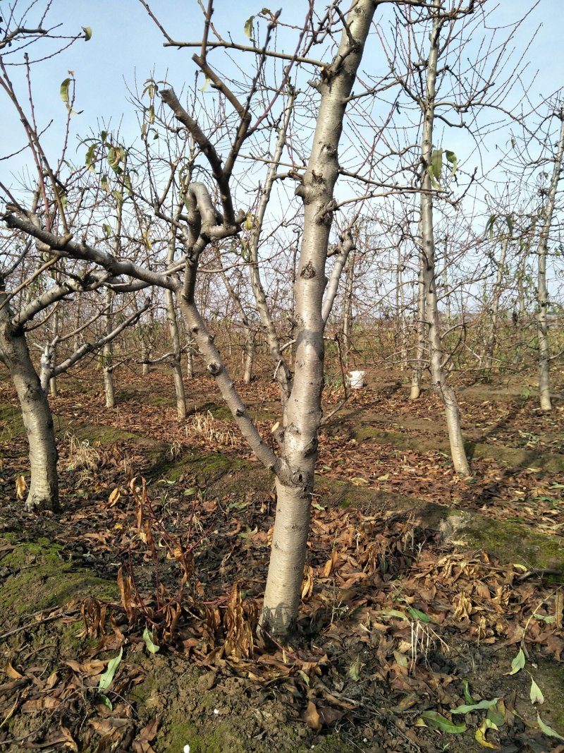 大量出售各种规格5-15桃树