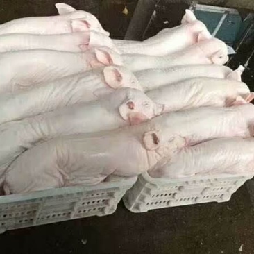 乳猪