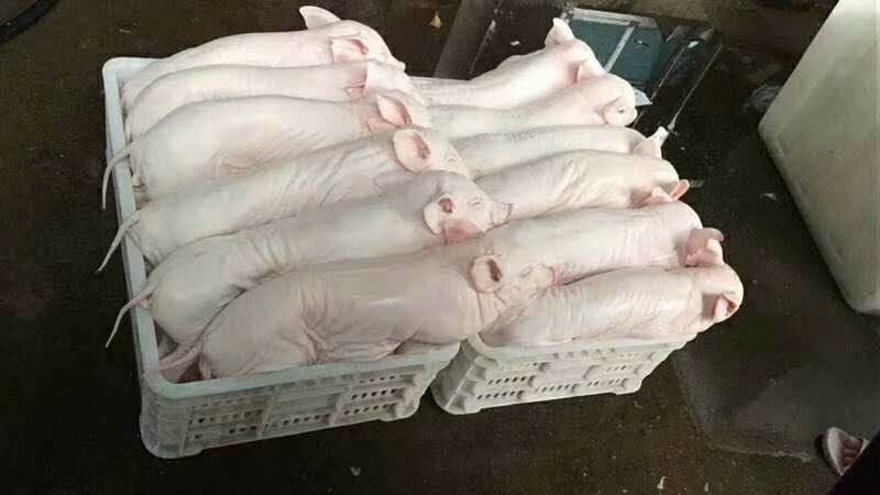 乳猪