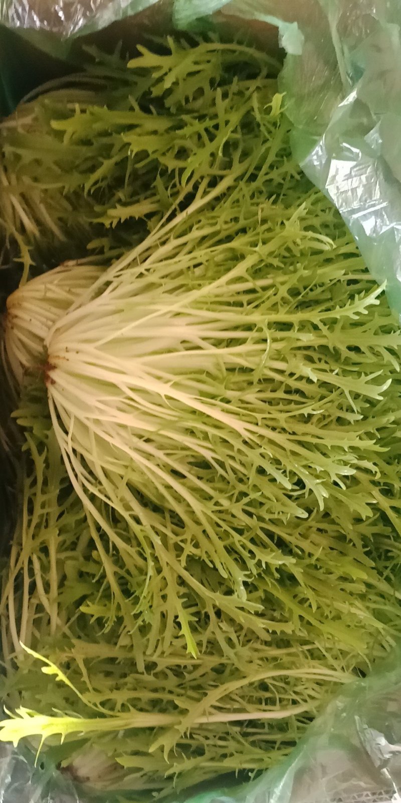 叶菜类