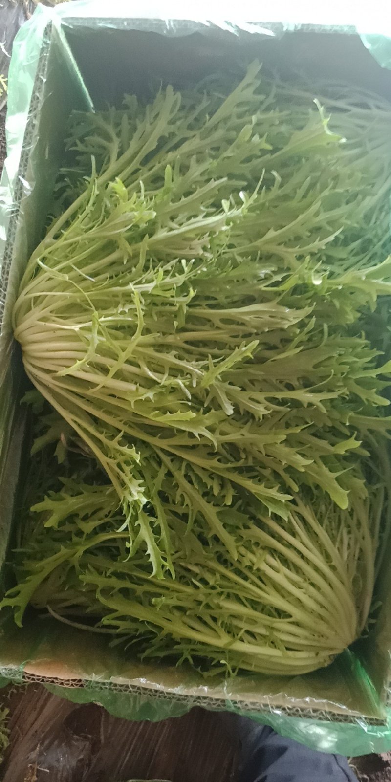 叶菜类
