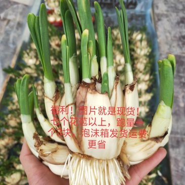 福建漳州观花植物水仙花/量大从优基地直发诚信经营