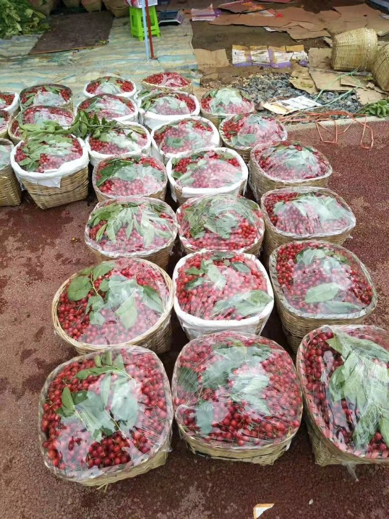 玛瑙红樱桃树苗