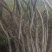 高山映山红，五公分以上，十杆以上