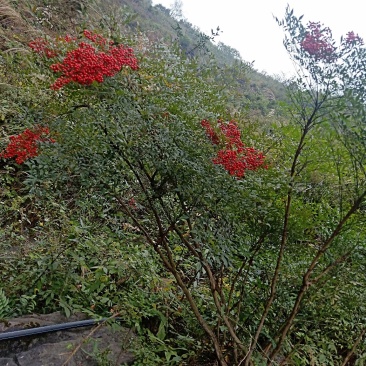高山映山红，五公分以上，十杆以上