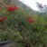 高山映山红，五公分以上，十杆以上