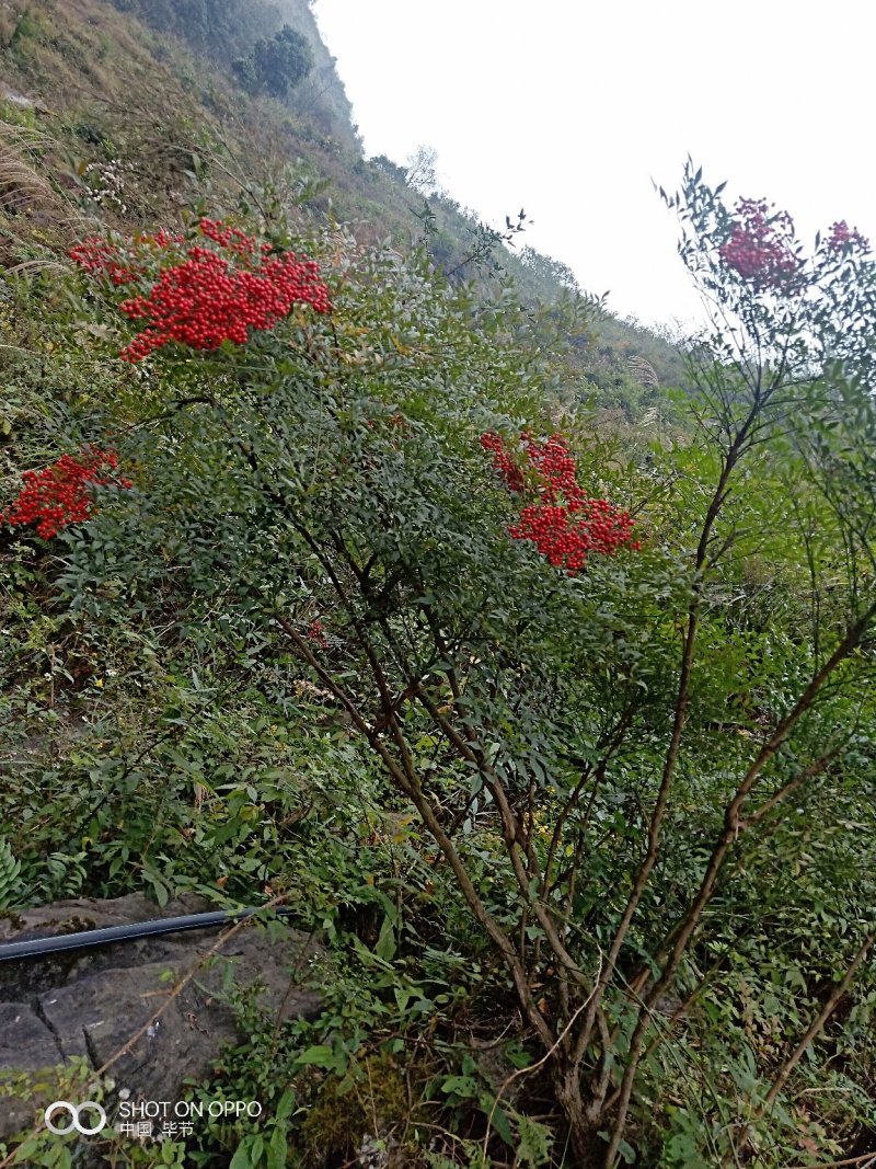 高山映山红，五公分以上，十杆以上